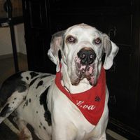 Regina Abels Lattermann