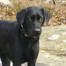 Black es