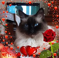 Véronique Carpentier