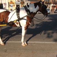 Maria Luisa Carrasco Navarro