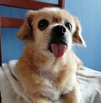 Rocio Fuentes Zuloeta