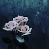 Olivia Rose. Xo