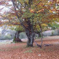 Lola Martinez Burgos